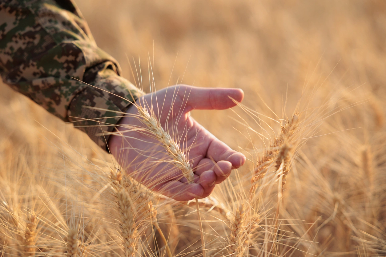 Growing purpose through agriculture Veteran touching wheat during agricultural training in Texas