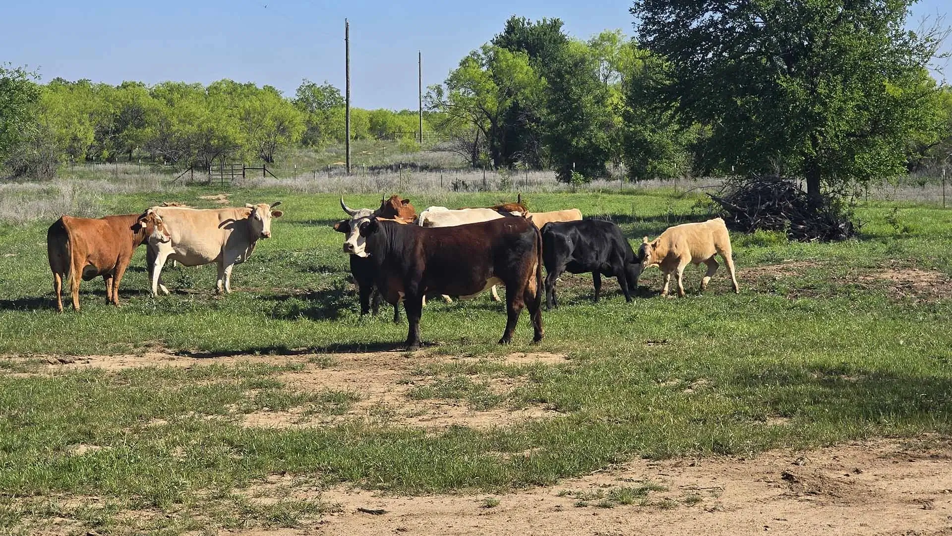 Cattle grazing at From Warrior to Rancher Foundation ranch in Gordon Texas