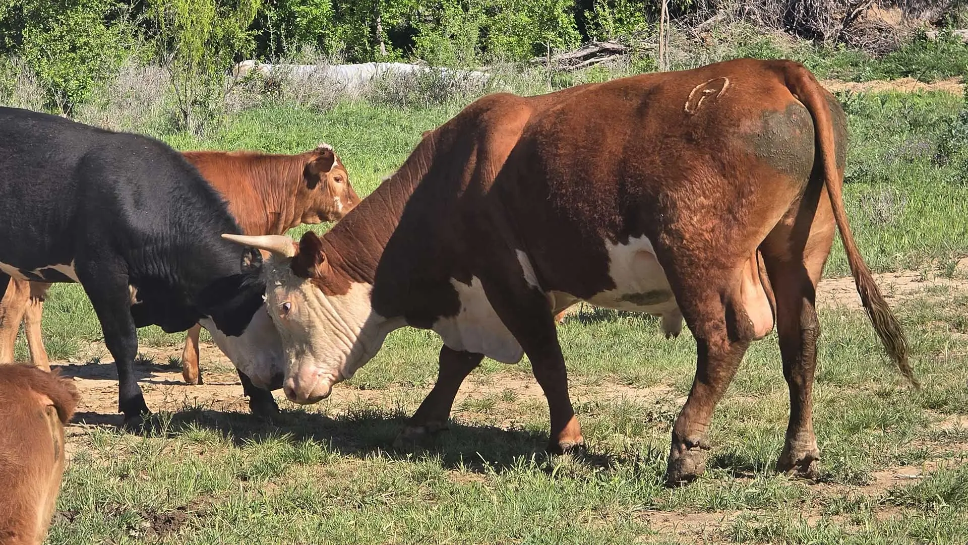 Livestock at From Warrior to Rancher Foundation ranch in Gordon Texas